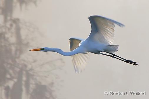 Egret In Flight_26241.jpg - Great Egret (Ardea alba) photographed in the Cypress Island Preserve at Lake Martin near Breaux Bridge, Louisiana, USA.